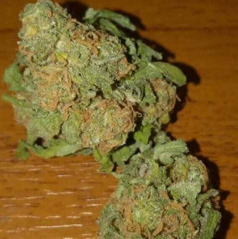 bg kush|Bubble Kush Marijuana Strain